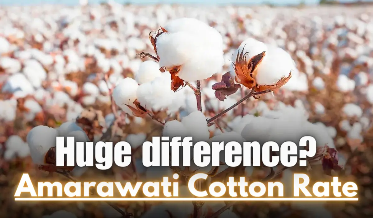 Amarawati Cotton Rate