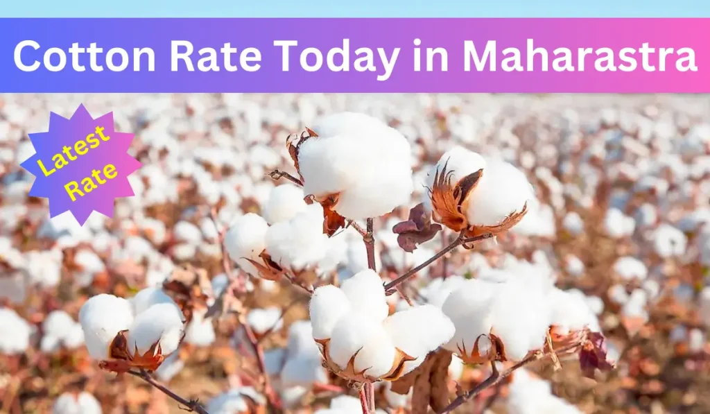 Cotton Rate Today