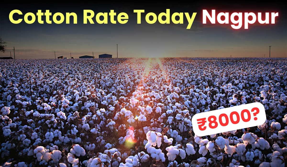 Cotton Rate Today Nagpur