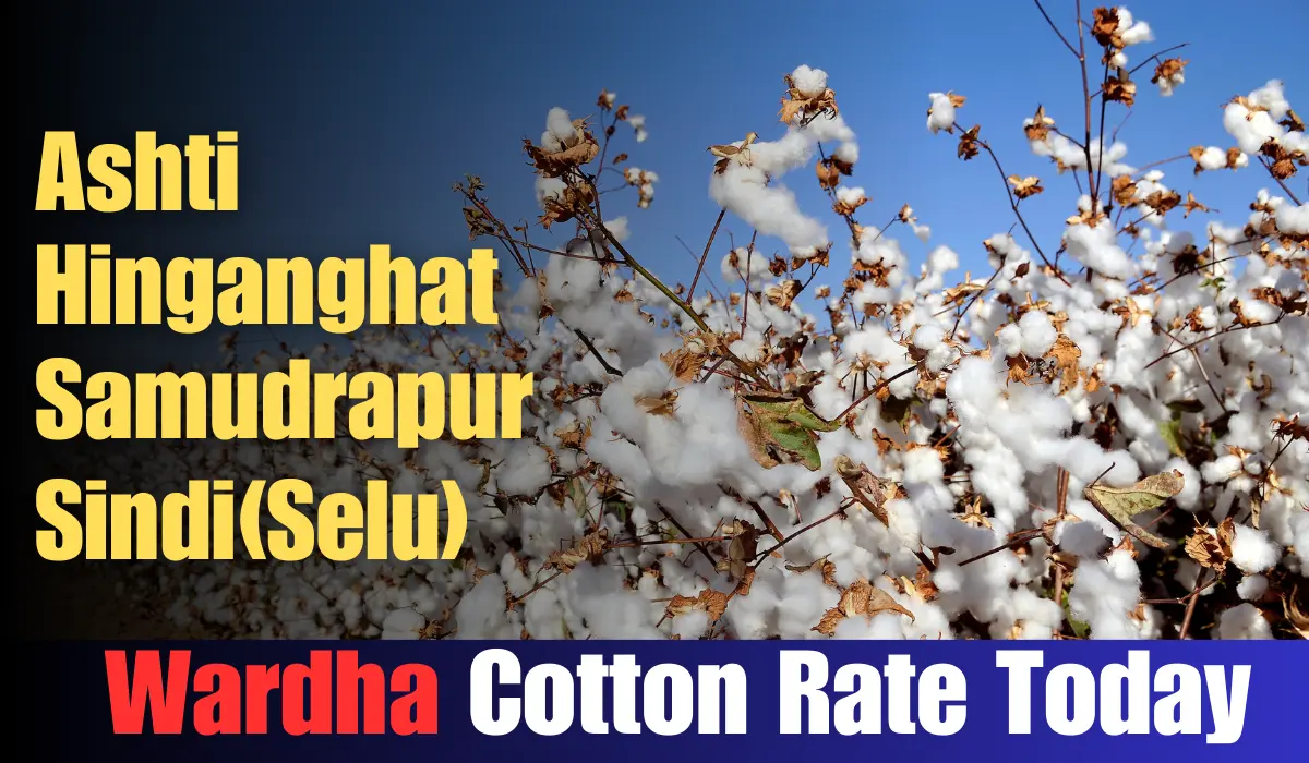 Wardha Cotton Rate Today