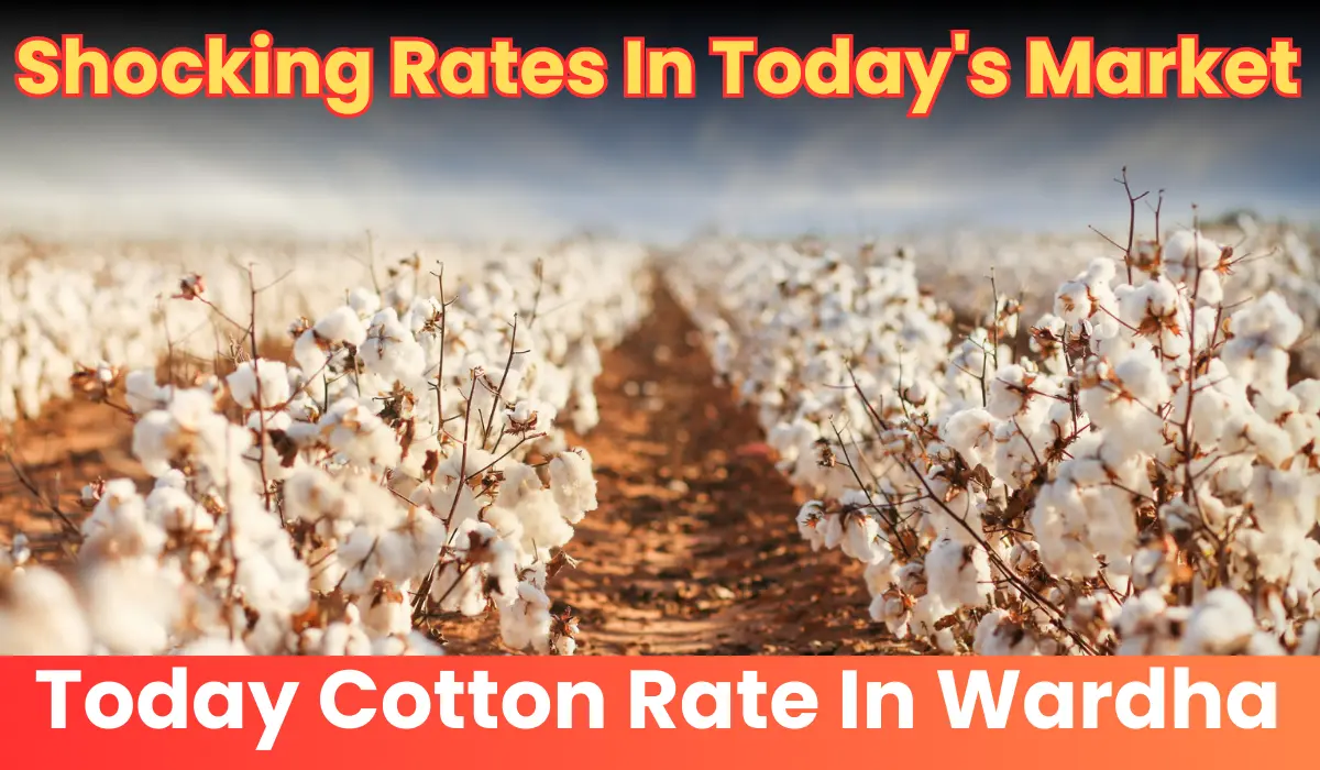 today cotton rate in wardha